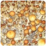 Псилоцибиновые (галлюциногенные)  грибы Psilocybin "Golden Teacher" в Миллерово
