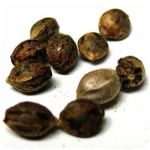Семена марихуаны АК-47  (Seeds AK-47) в Миллерово